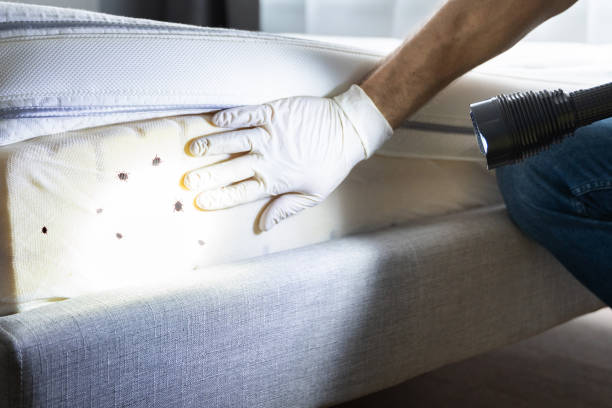 Best Wasp Removal Services  in Roxana, IL
