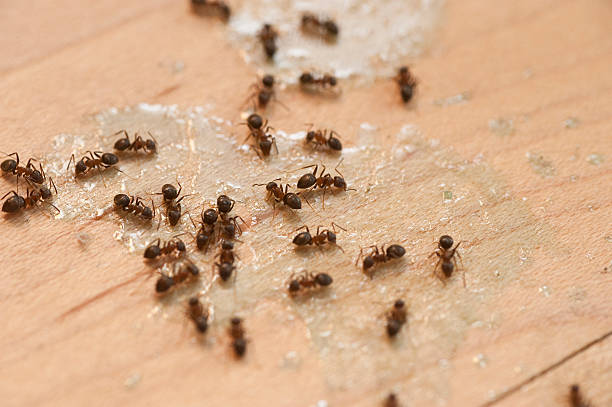 Best Cockroach Control Services  in Roxana, IL